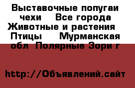 Выставочные попугаи чехи  - Все города Животные и растения » Птицы   . Мурманская обл.,Полярные Зори г.